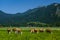 Cows grazing on a green Alpine meadow