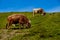 Cows grazing on green alpine pasture