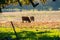 Cows grazing on a green field covered in fallen western sycamore leaves, Livermore, east San Francisco bay area, California