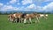 Cows grazing on a green lush meadow