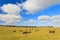 Cows grazing on a green lush meadow in Aberdeenshire