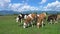 Cows grazing on green meadow