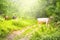 Cows grazing on the green meadow with bright shining sun in evening.Styled stock photo with rural landscape in Romania