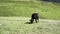 Cows grazing in green meadow. Herd of domestic cows pasturing in lush valley on sunny day