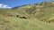 Cows grazing in green meadow. Herd of domestic cows pasturing in lush valley on sunny day under blue sky