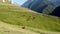 Cows grazing in green meadow. Herd of domestic cows pasturing in lush valley on sunny day under blue sky