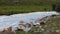 Cows grazing on green meadow in mountain valley and flowing river landscape