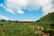 Cows grazing on green meadow in mountains. Cattle on a mountain pasture. Cow in pasture