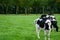 Cows grazing on green pasture