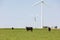 Cows grazing in green pasture with wind farm turbines in background.