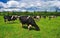 Cows grazing on a green summer meadow. Livestock in the pastures near Porva, Vinye in Bakony Mountain and Forest, Hungary