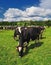 Cows grazing on a green summer meadow. Livestock in the pastures near Porva, Vinye in Bakony Mountain and Forest, Hungary