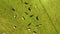 Cows grazing on green summer meadow, rural economy, countryside field, top view