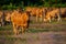 Cows grazing on a heather.