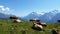 Cows grazing high in the mountains