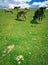 Cows grazing on hill