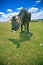 Cows grazing on hill