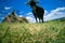 Cows grazing on hill