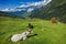 Cows grazing in Himalayas