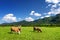 Cows grazing in idyllic green meadow. Scenic view of Bavarian Alps with majestic mountains in the background.