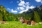 Cows grazing in idyllic green meadow. Scenic view of Bavarian Alps with majestic mountains in the background.