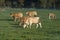 Cows grazing on a large expanse of grass