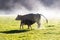 Cows grazing on a large expanse of grass