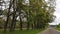 Cows grazing on lawns in forest along the road. Driving down an old country road during spring summer.