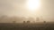 Cows grazing in a lush  field at sunrise with fog with copy space