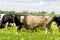 Cows grazing in the meadow