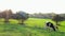 Cows grazing in the meadow