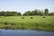 Cows grazing in a meadow