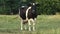 Cows grazing in a meadow.