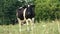 Cows grazing in a meadow.