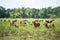 Cows grazing in meadow farm