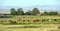 Cows grazing at the meadow with grass