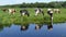 Cows grazing in a meadow in the Green Heart of Holland