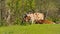 Cows grazing in a meadow in hentbrugse Meersen nature reserve, Ghent