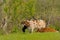 Cows grazing in a meadow in hentbrugse Meersen nature reserve, Ghent