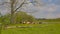 Cows grazing in a meadow in hentbrugse Meersen nature reserve, Ghent