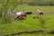 Cows grazing in a meadow in hentbrugse Meersen nature reserve, Ghent