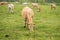 Cows grazing in a meadow on a spring rainy day