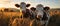 Cows grazing in a meadow at sunset. Holstein breed of cows