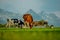 Cows are grazing on a meadow in Switzerland. Cattle pasture in a green field.