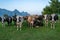 Cows are grazing on a meadow in Switzerland. Cattle pasture in a green field.