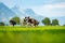 Cows are grazing on a meadow in Switzerland. Cattle pasture in a green field.