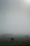 Cows grazing on a misty Alentejo morning.