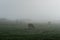 Cows grazing on a misty Alentejo morning.