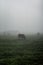 Cows grazing on a misty Alentejo morning.