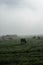 Cows grazing on a misty Alentejo morning.